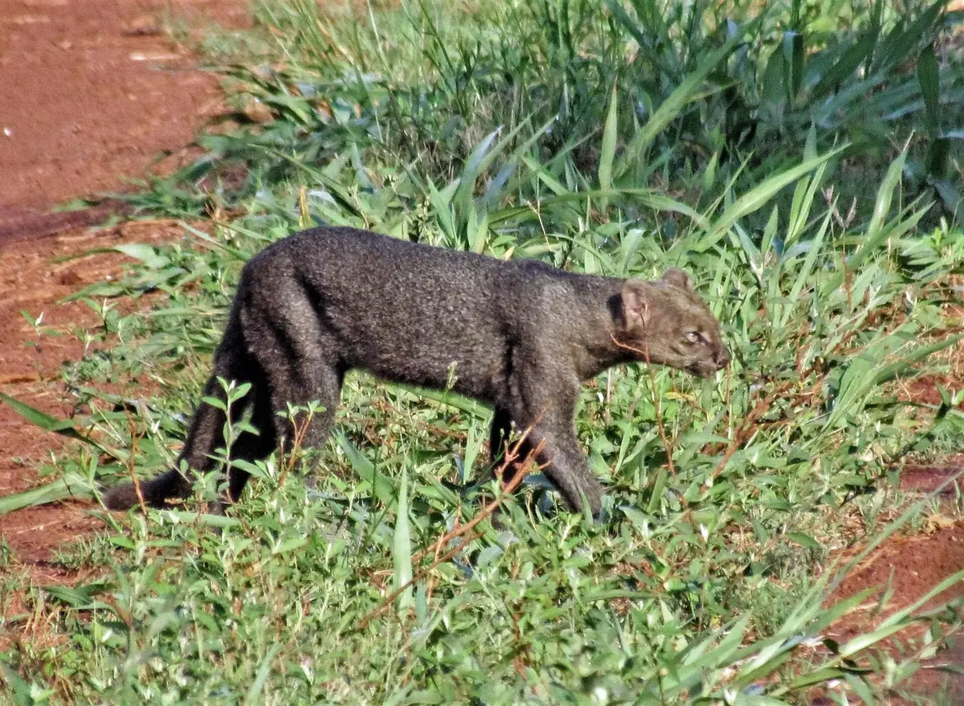 Jaguarundi caminando entre pastos