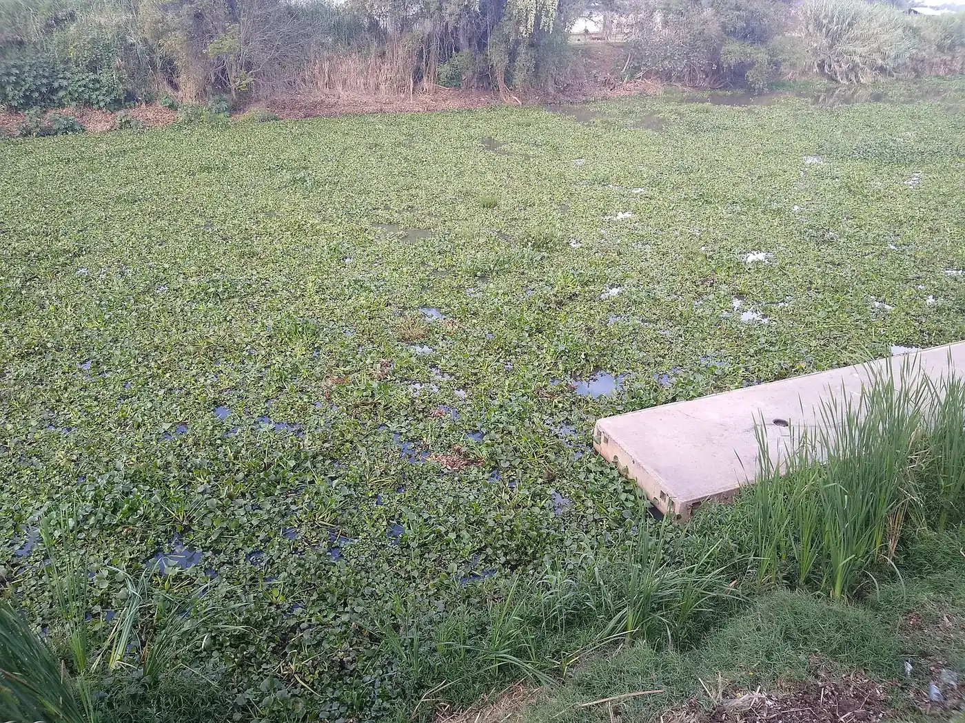 Orilla del lago de Pátzcuaro cubierta de plantas acuáticas por eutrofización
