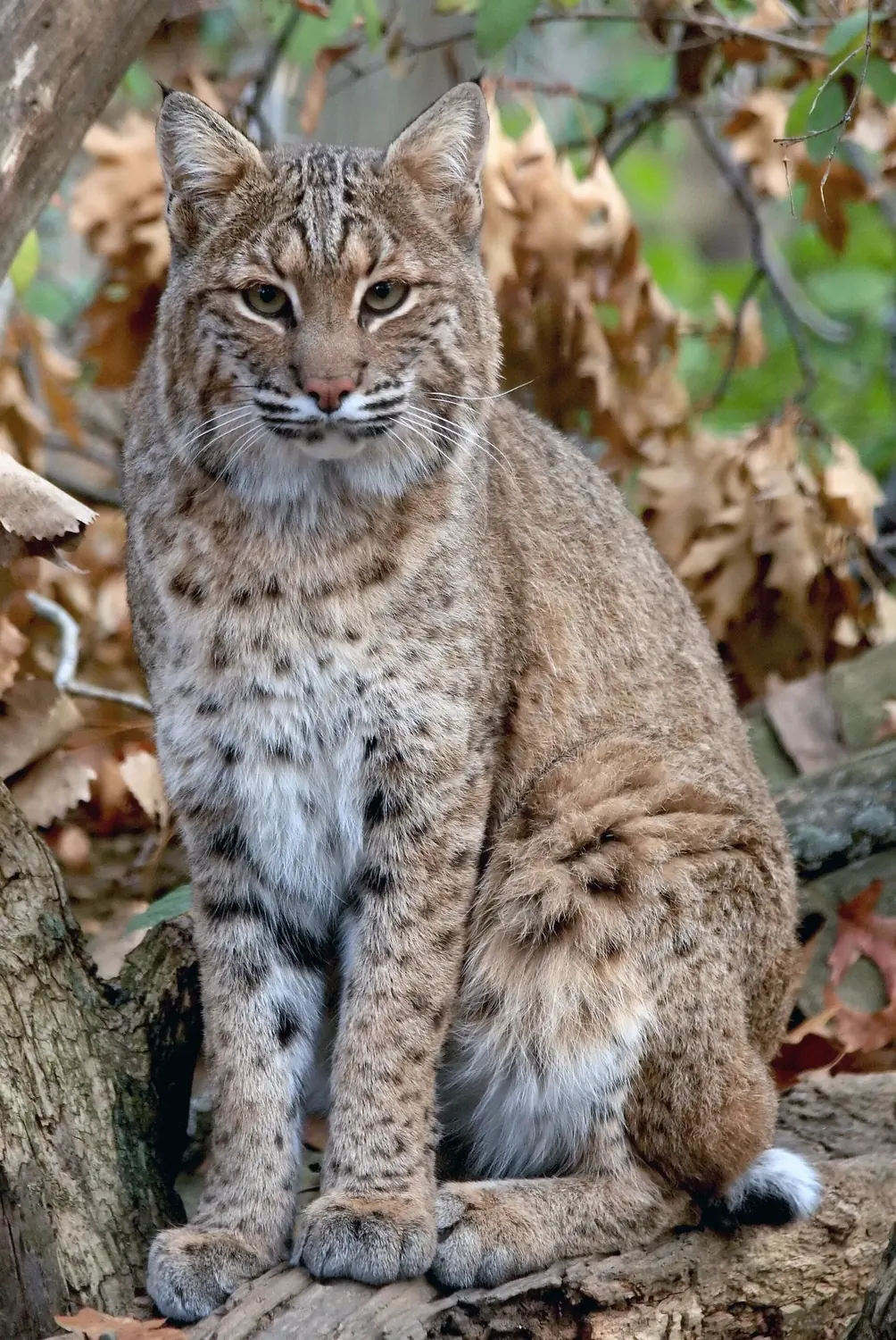 Lince rojo sentado
