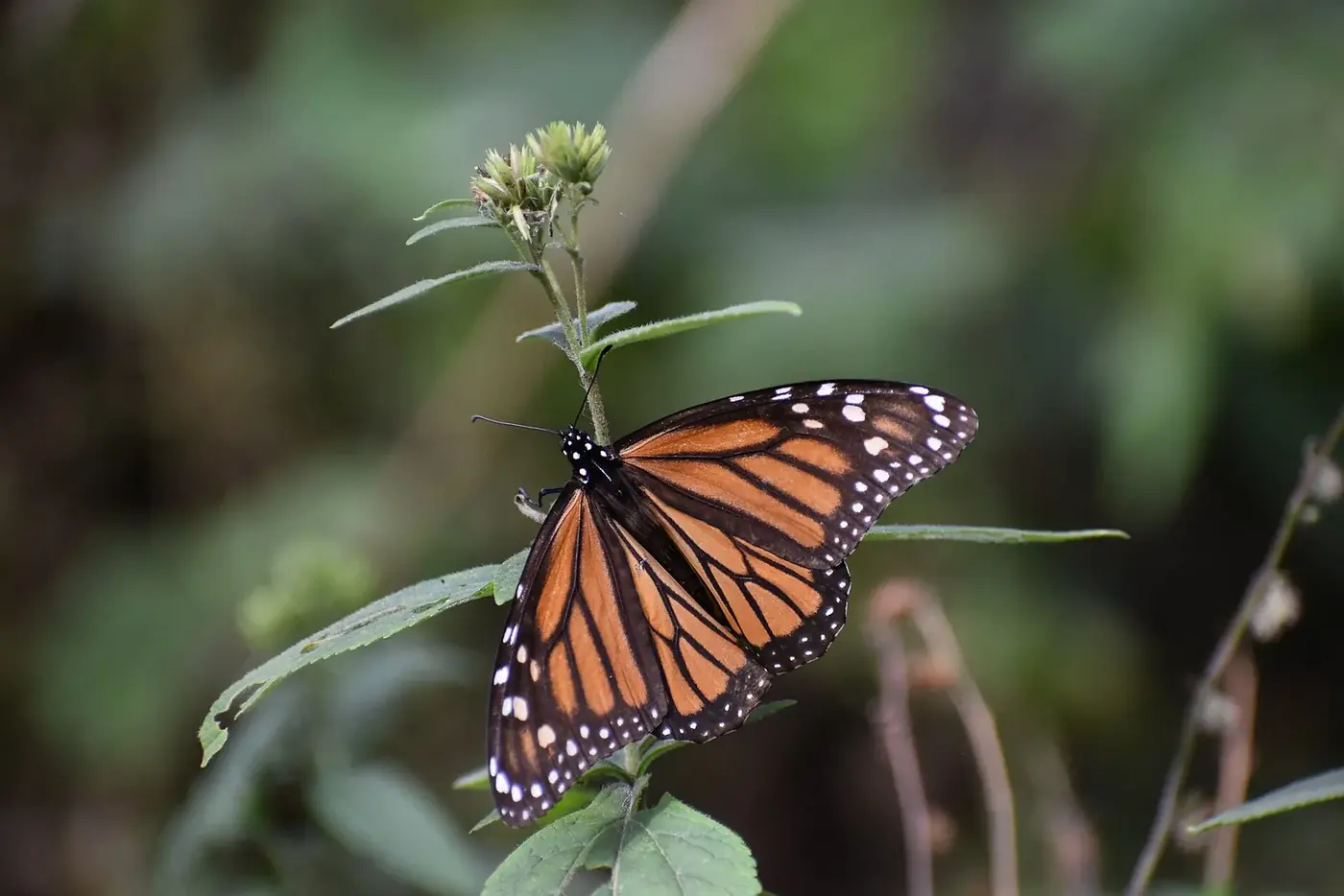 Mariposa monarca posada en una planta en el santuario El Rosario