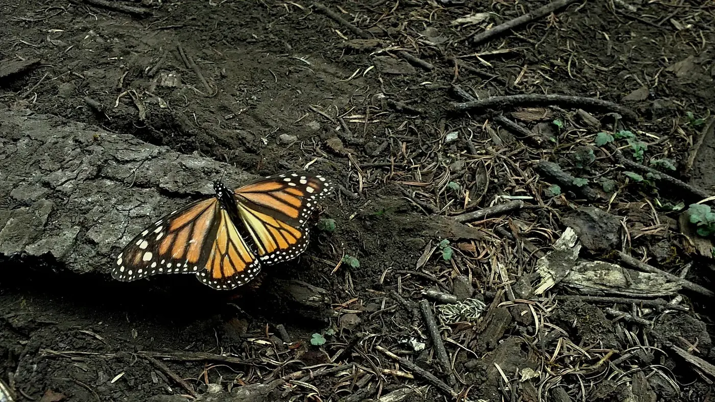 Mariposa monarca sobre el suelo del bosque en Michoacán