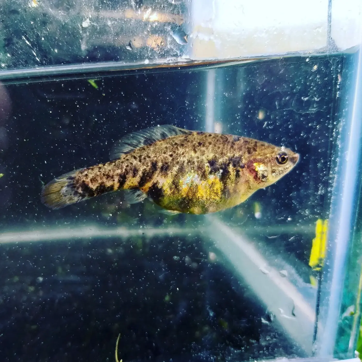 Mexcalpique michoacano en un acuario