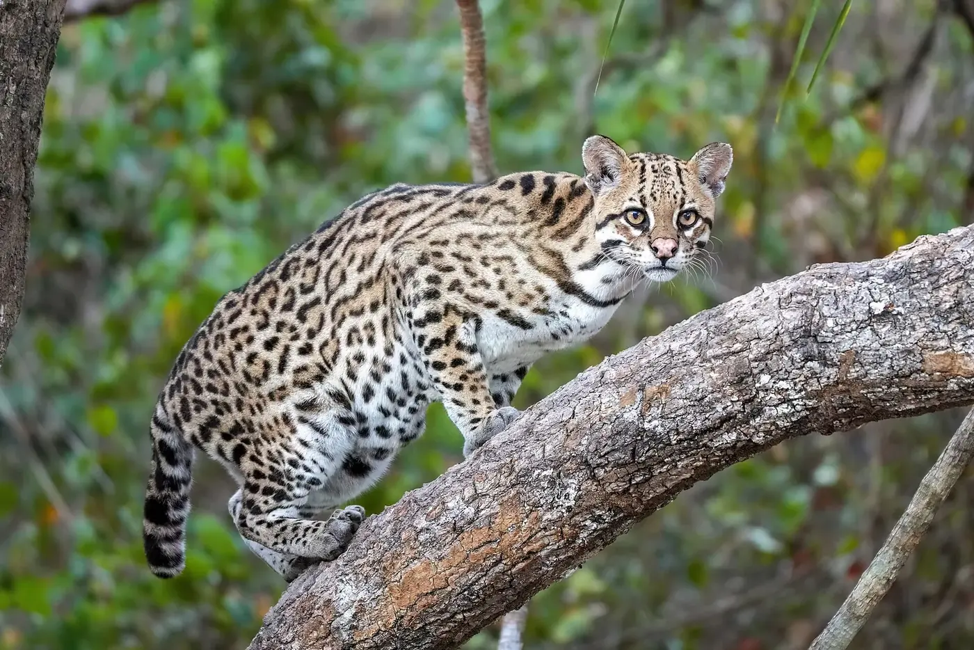 Ocelote sobre la rama de un árbol
