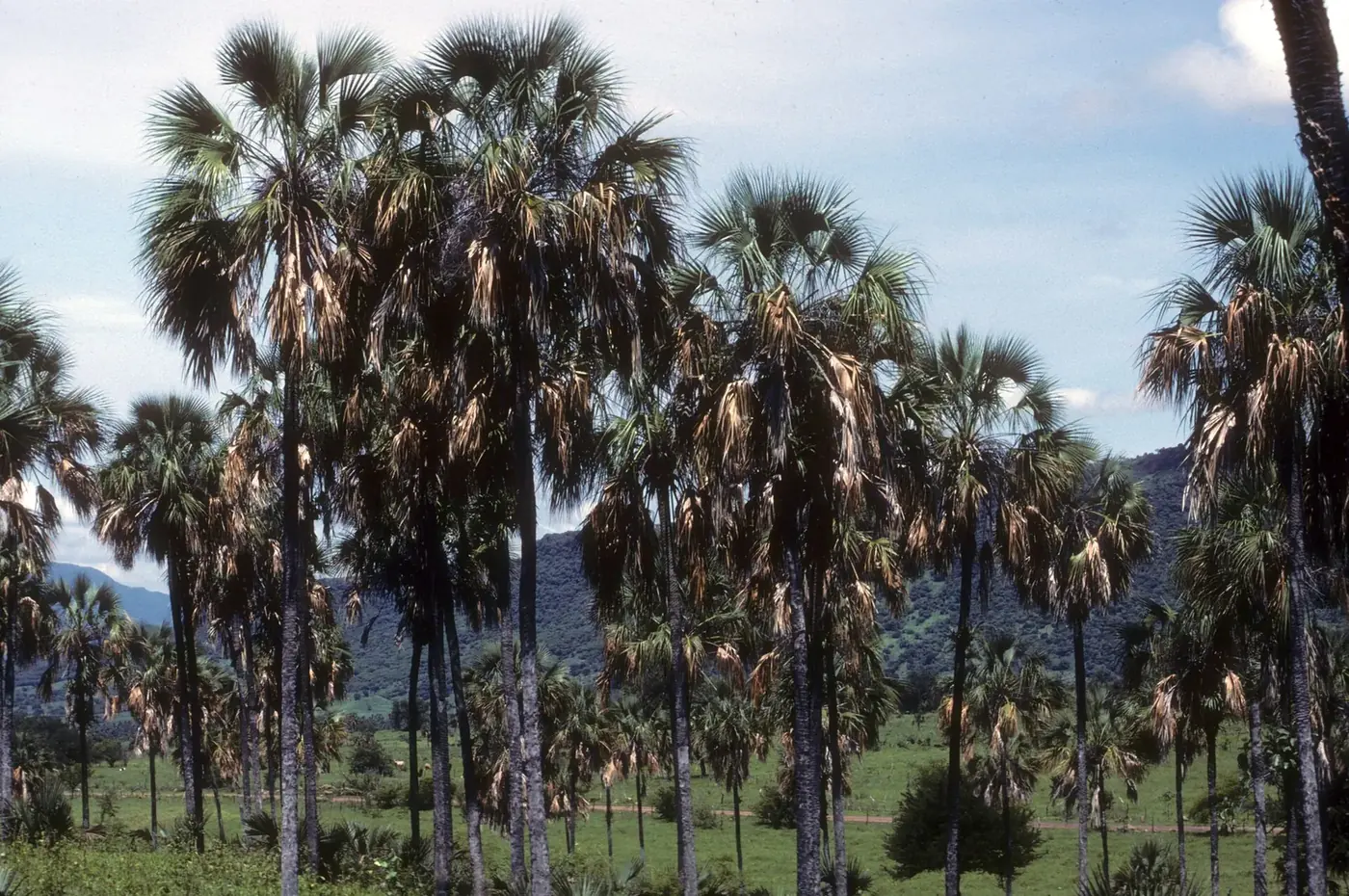 Palmar de palma real Sabal pumos cerca de La Huacana