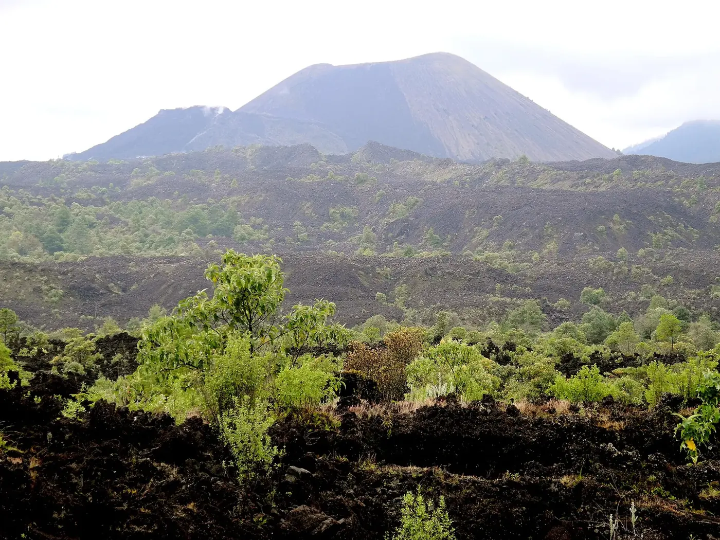 Campo de lava del Paricutín colonizado por vegetación