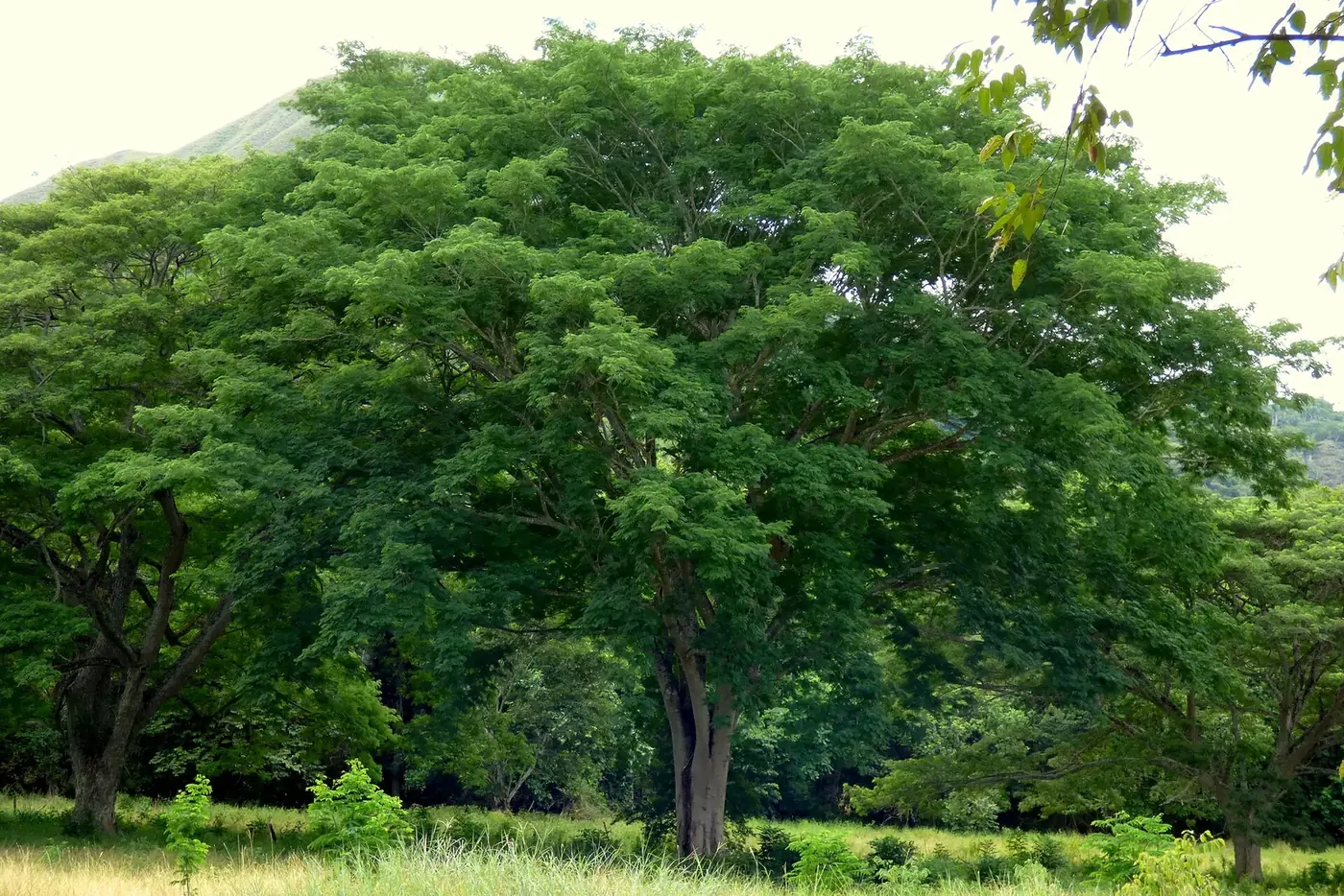 Parota, árbol emblemático de la selva mediana