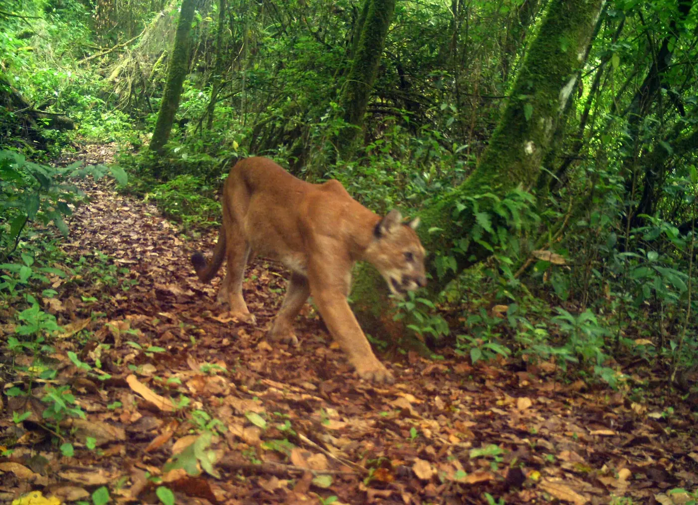 Puma caminando por un sendero de bosque de niebla