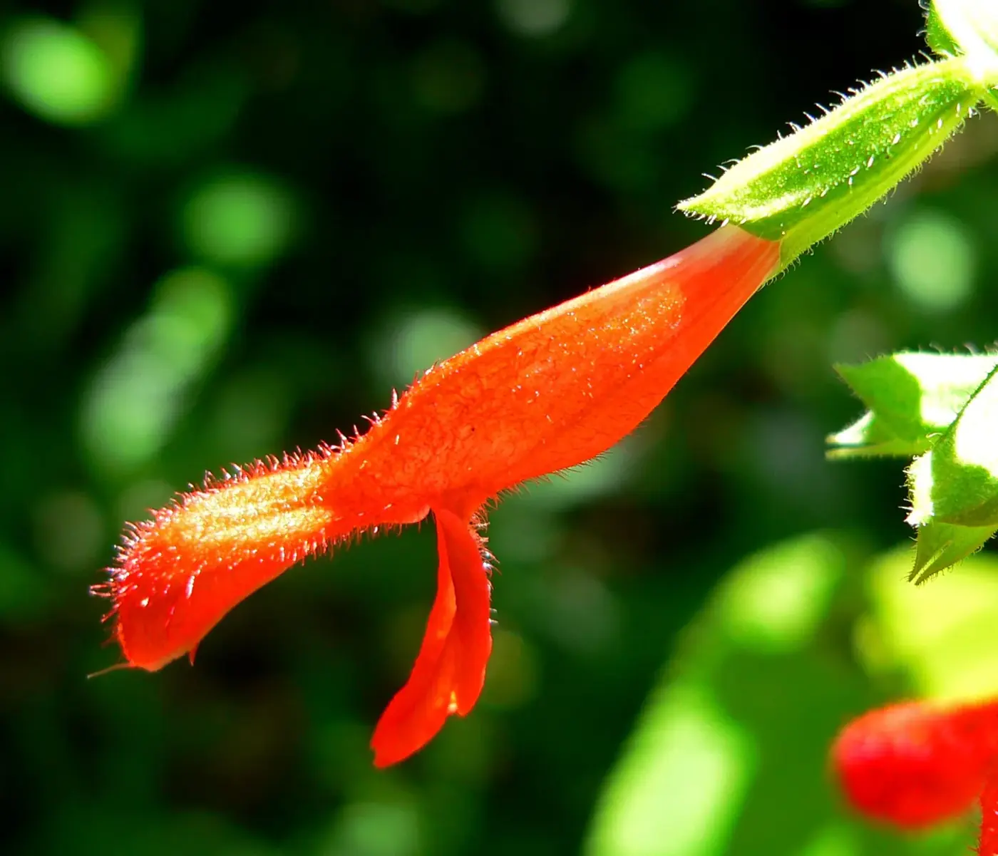 Flor tubular roja de Salvia gesneriiflora