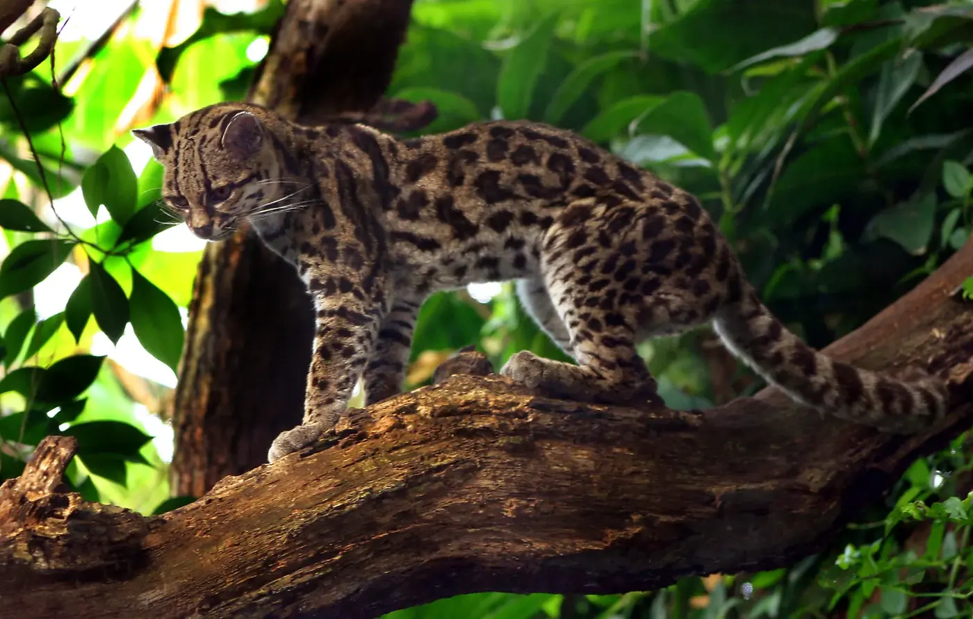 Tigrillo o margay sobre un tronco