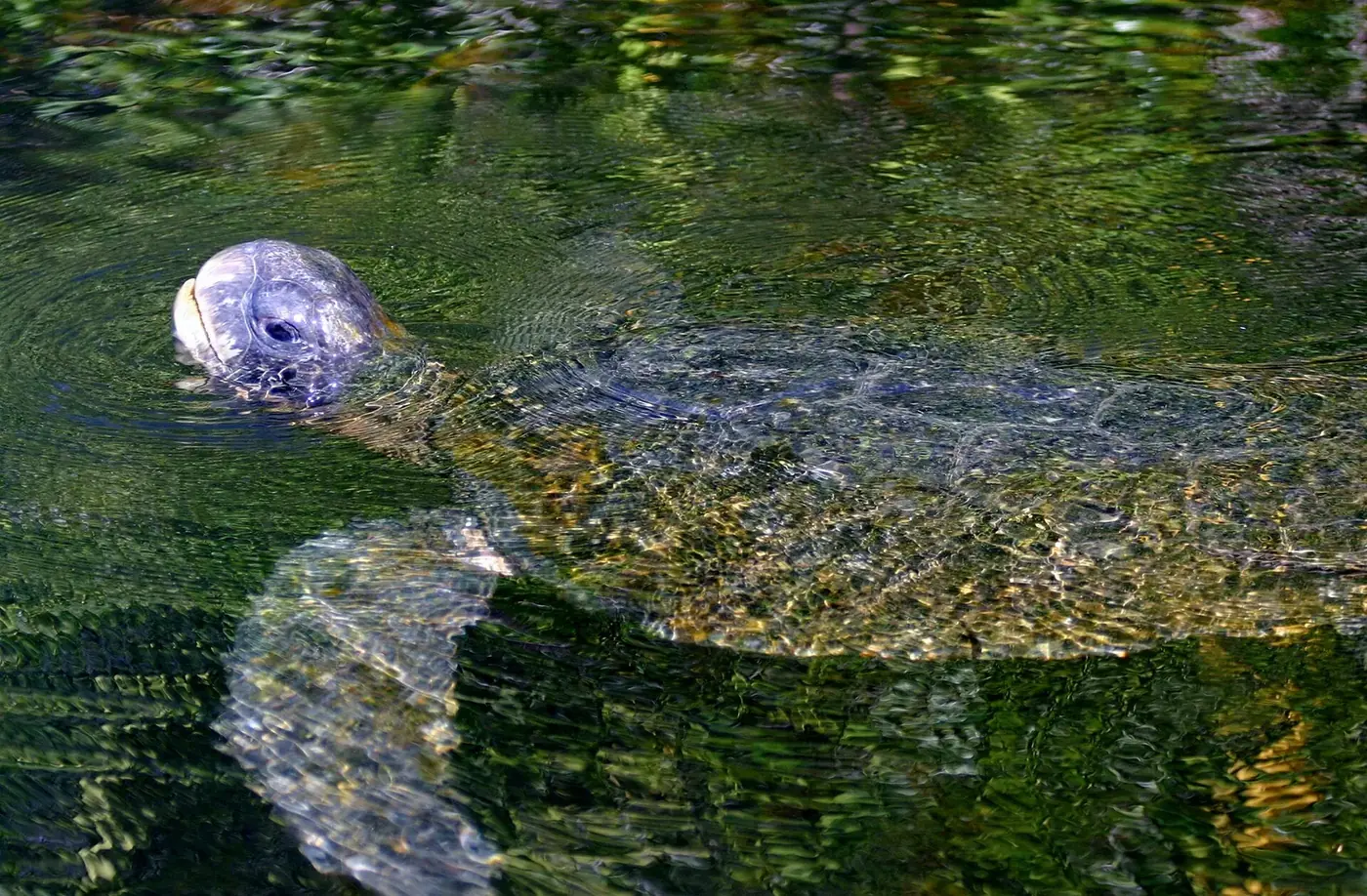 Tortuga negra del Pacífico oriental nadando en la superficie
