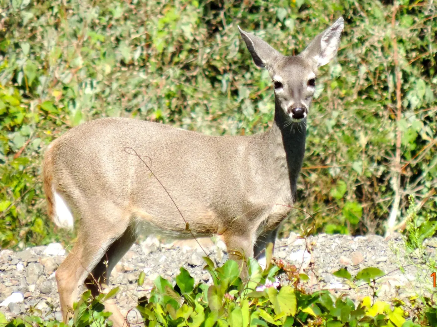 Venado cola blanca de la subespecie sinaloae