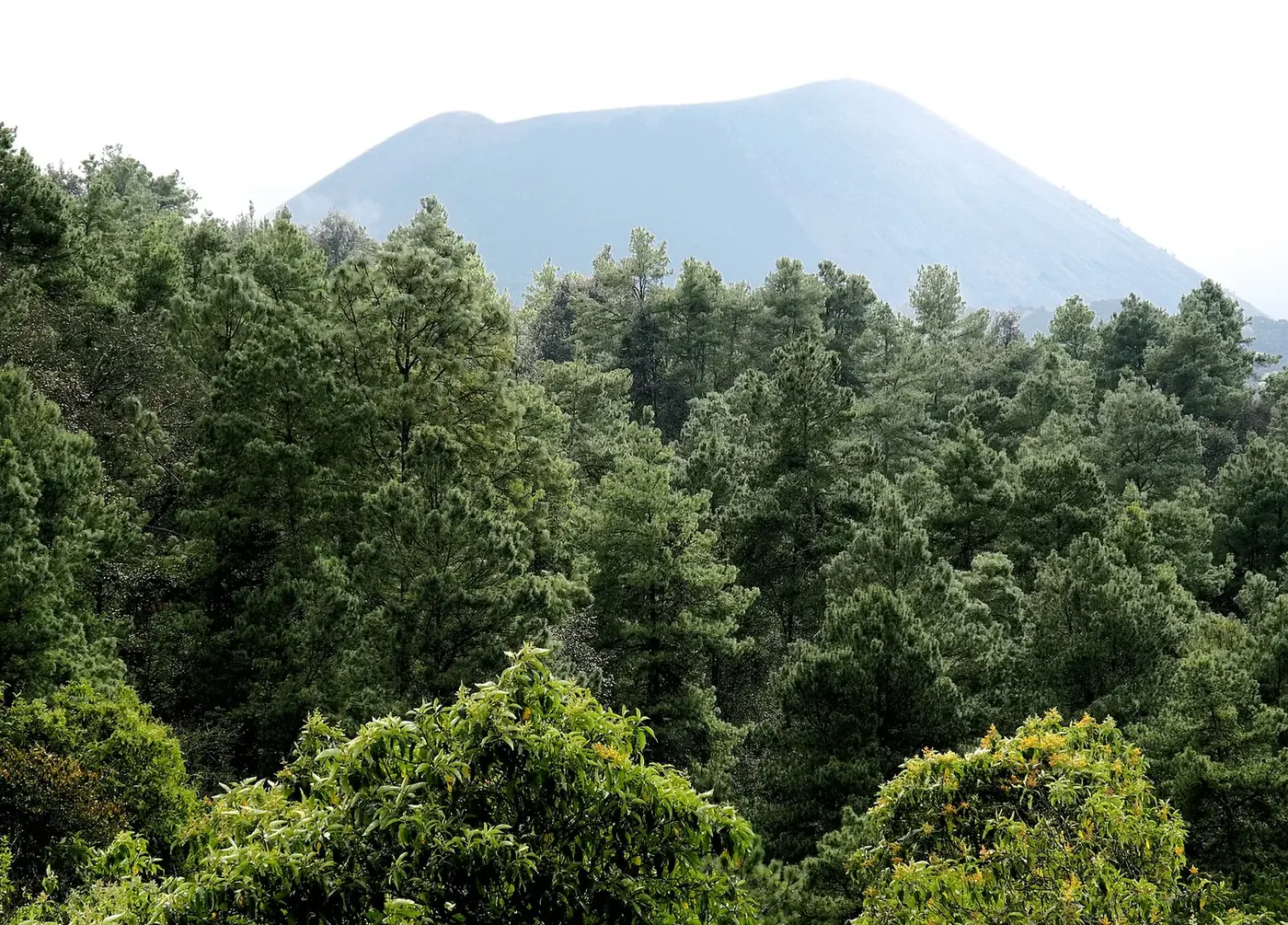 Volcán Paricutín con un bosque de pino en primer plano, Michoacán
