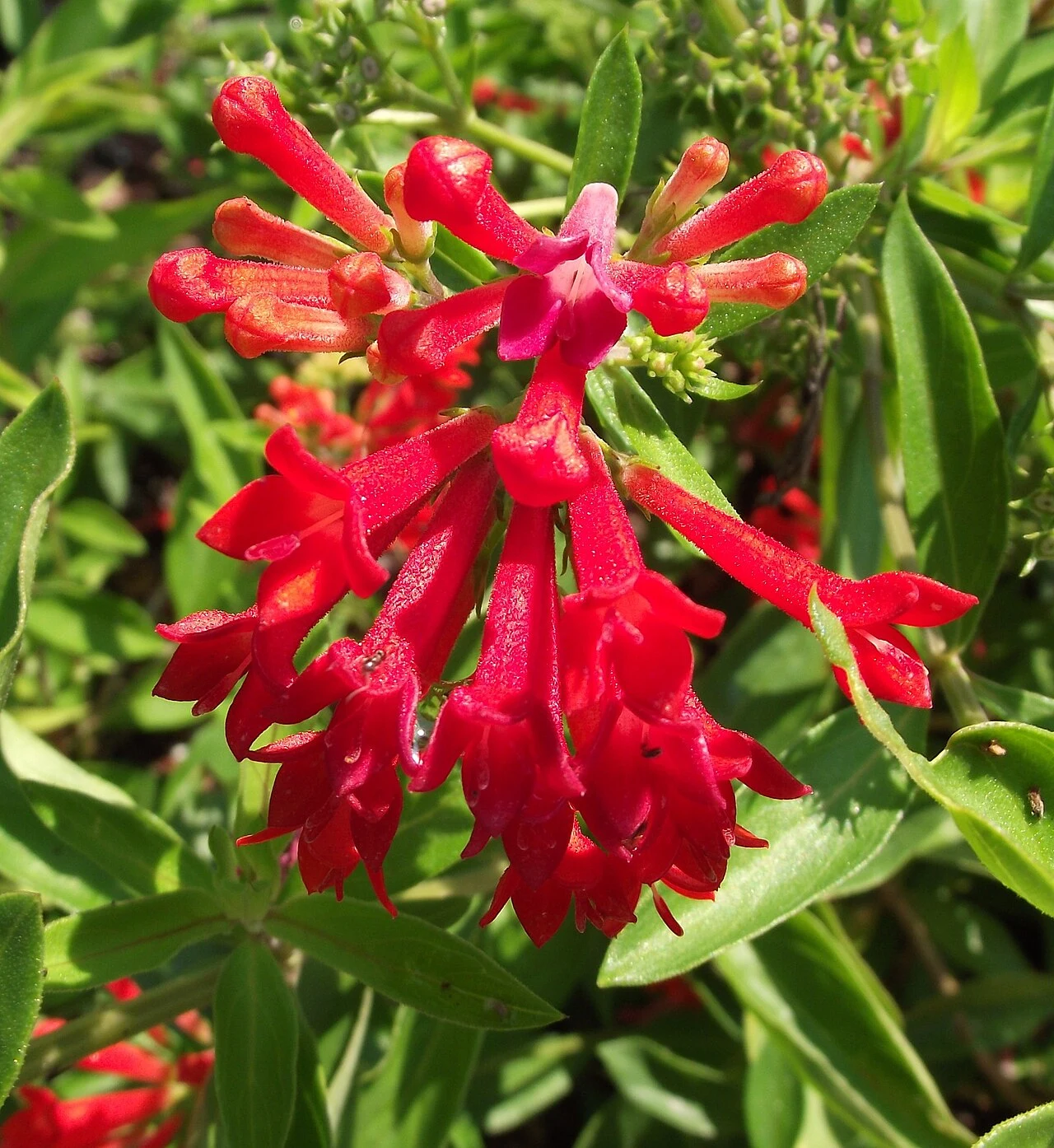 Inflorescencia roja tubular de Bouvardia ternifolia, conocida como trompetilla