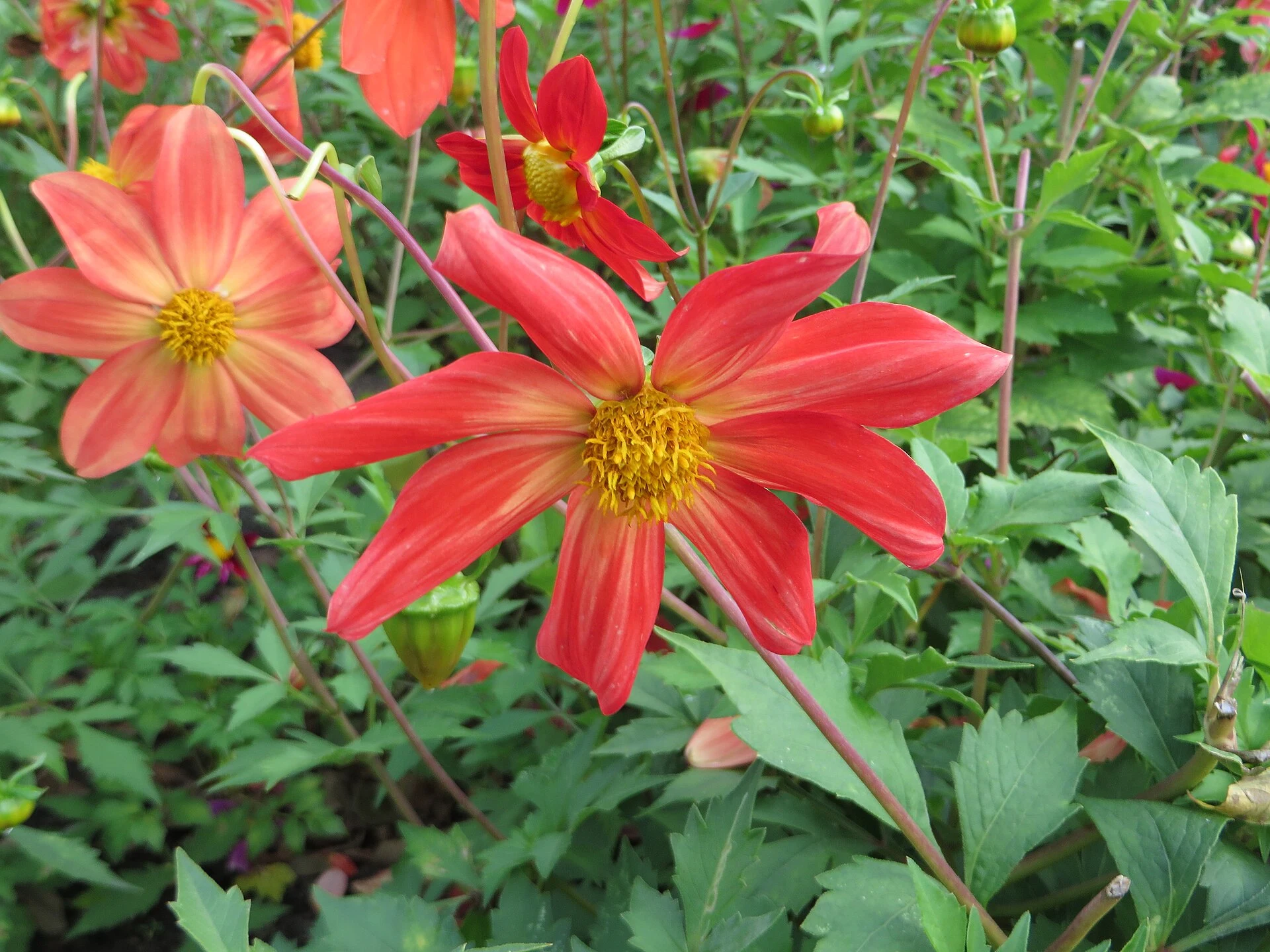 Flores rojas de Dahlia coccinea, dalia silvestre nativa de México