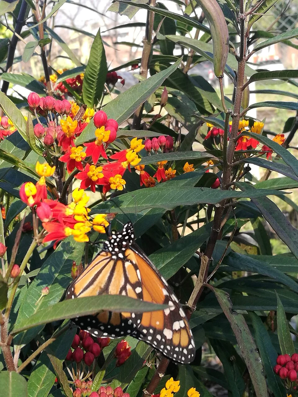 Mariposa monarca posada sobre flores de algodoncillo Asclepias