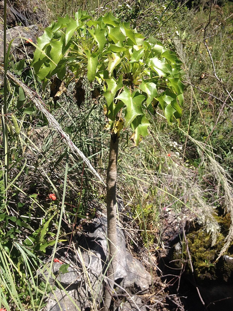 Palo loco Pittocaulon praecox, arbusto característico del matorral del Pedregal
