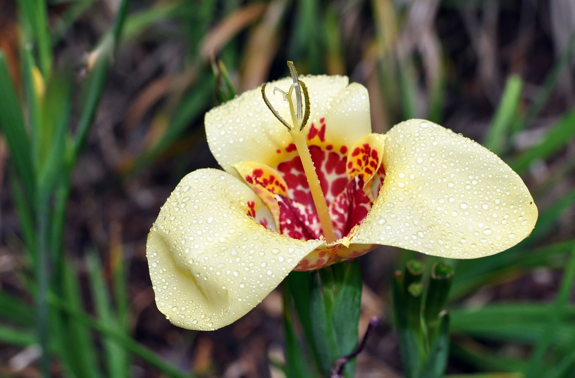 Flor de tigre Tigridia pavonia con pétalos claros y centro moteado rojizo