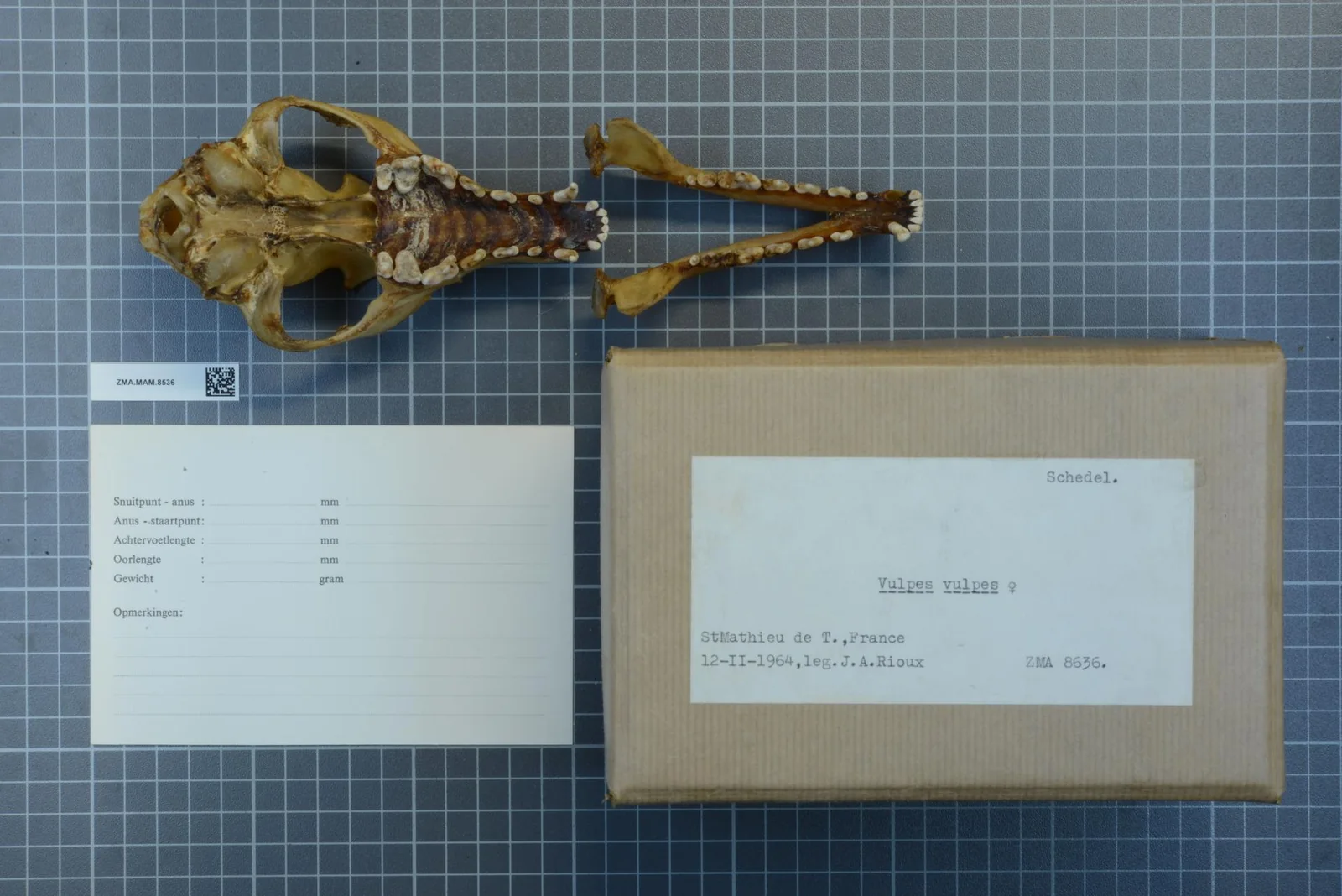 Cráneo de jaguar de la colección del Naturalis Biodiversity Center
