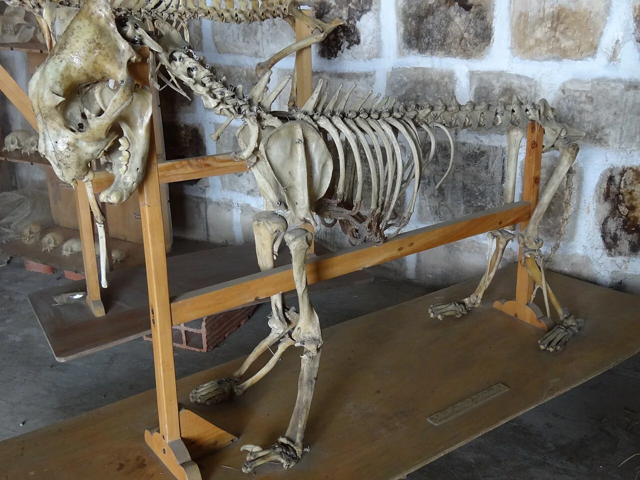 Esqueleto de jaguar montado para exhibición
