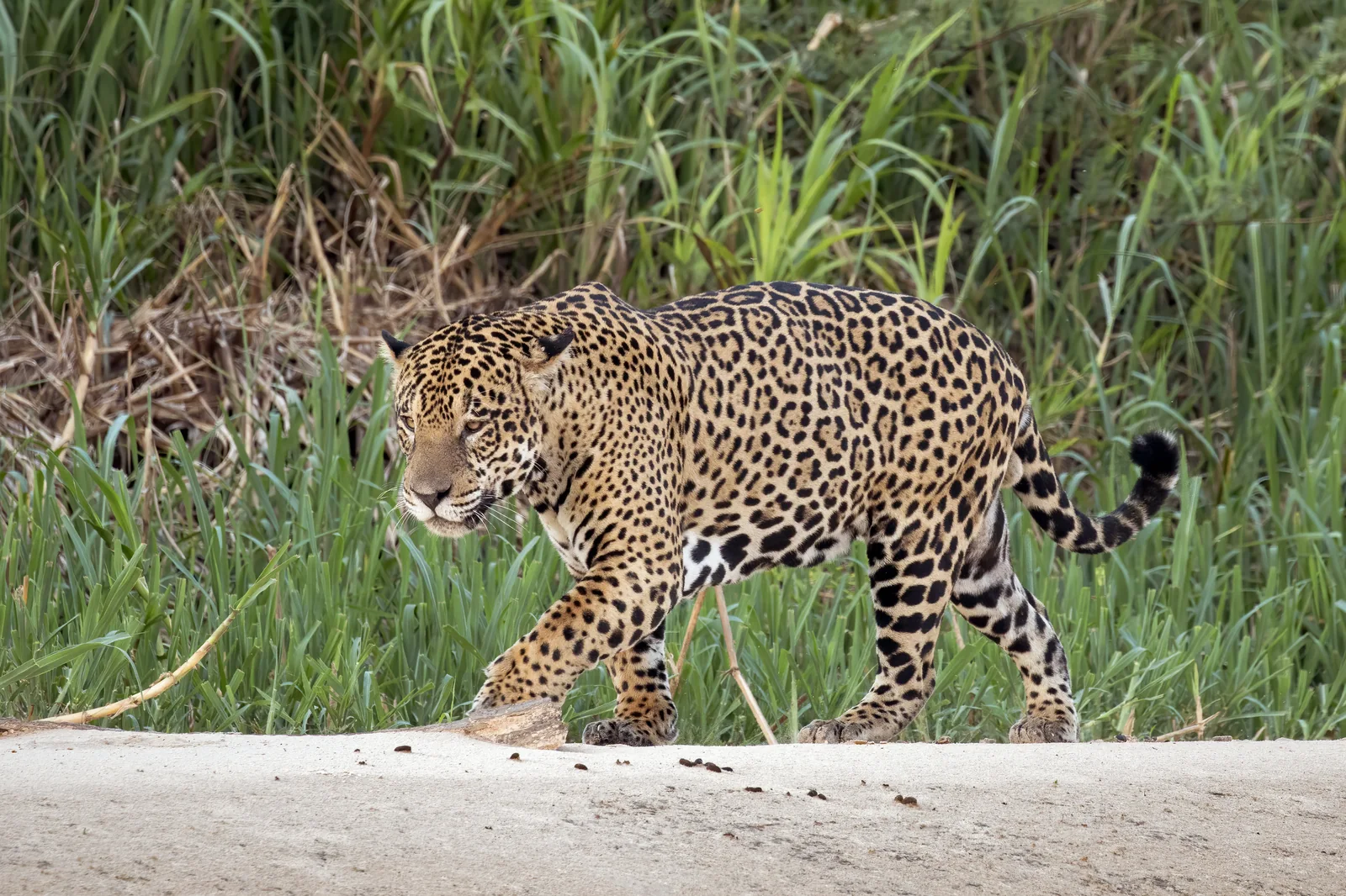 Jaguar junto al río Three Brothers, Brasil