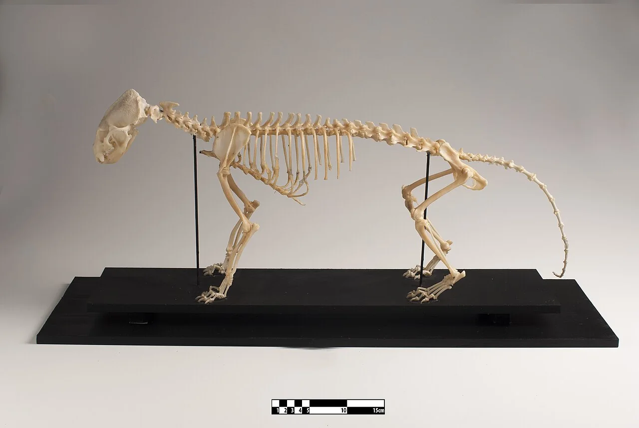 Esqueleto de jaguarundí en el MAV-USP, Brasil