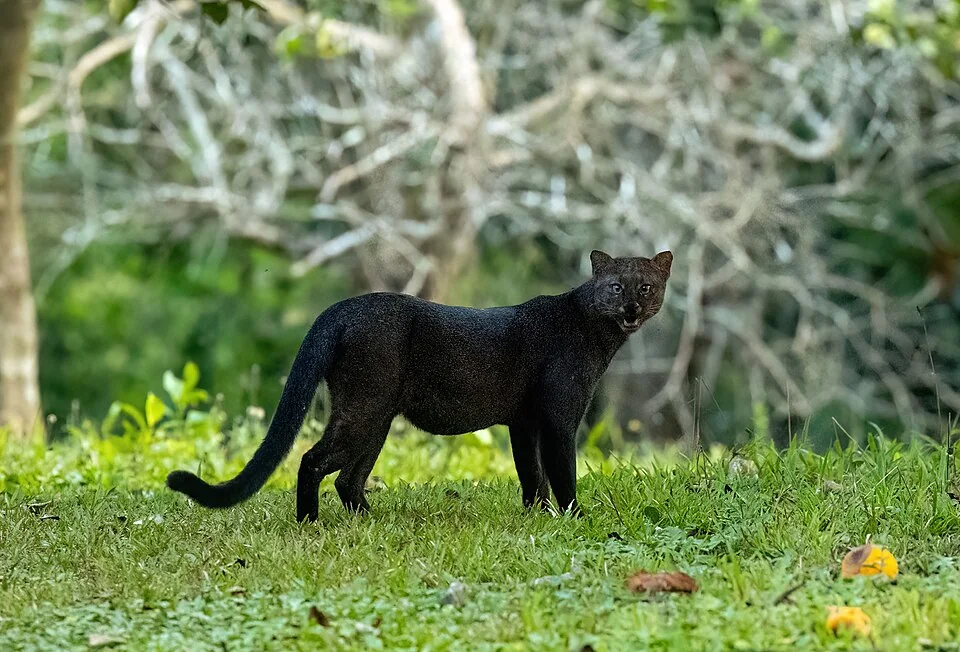 Jaguarundí en Hacienda Herrera, Madre de Dios, Perú