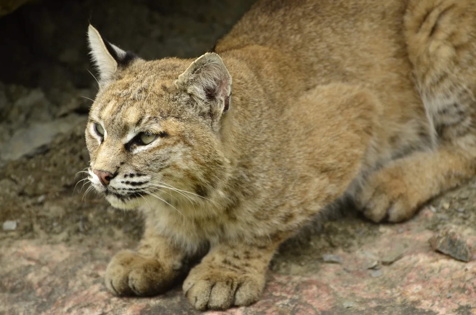 Lince rojo en el Zoo Sauvage de Saint-Félicien, Canadá; ejemplar en cautiverio