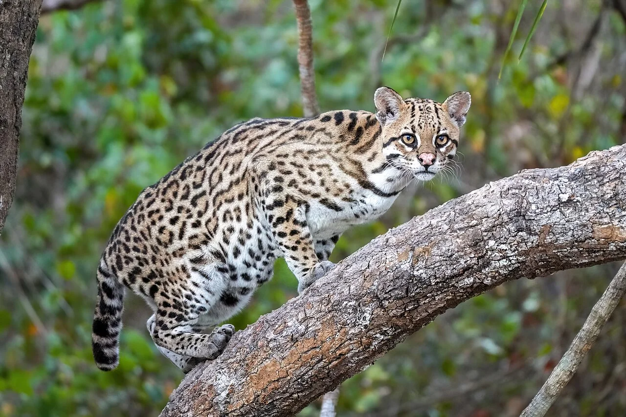 Ocelote en el parque estatal Encontro das Águas, Brasil