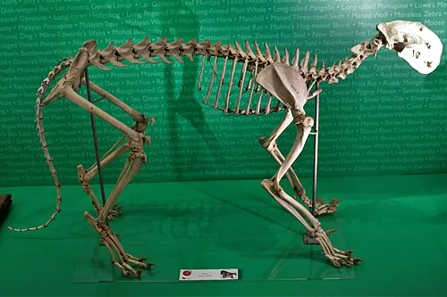 Esqueleto de puma en una colección de museo