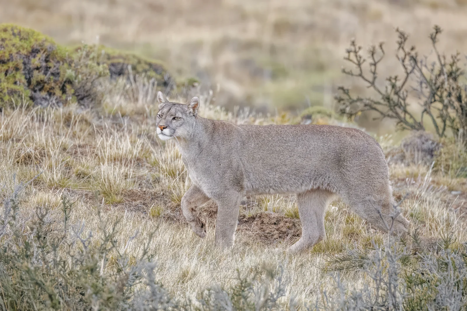Puma hembra en Leona Amarga, Chile