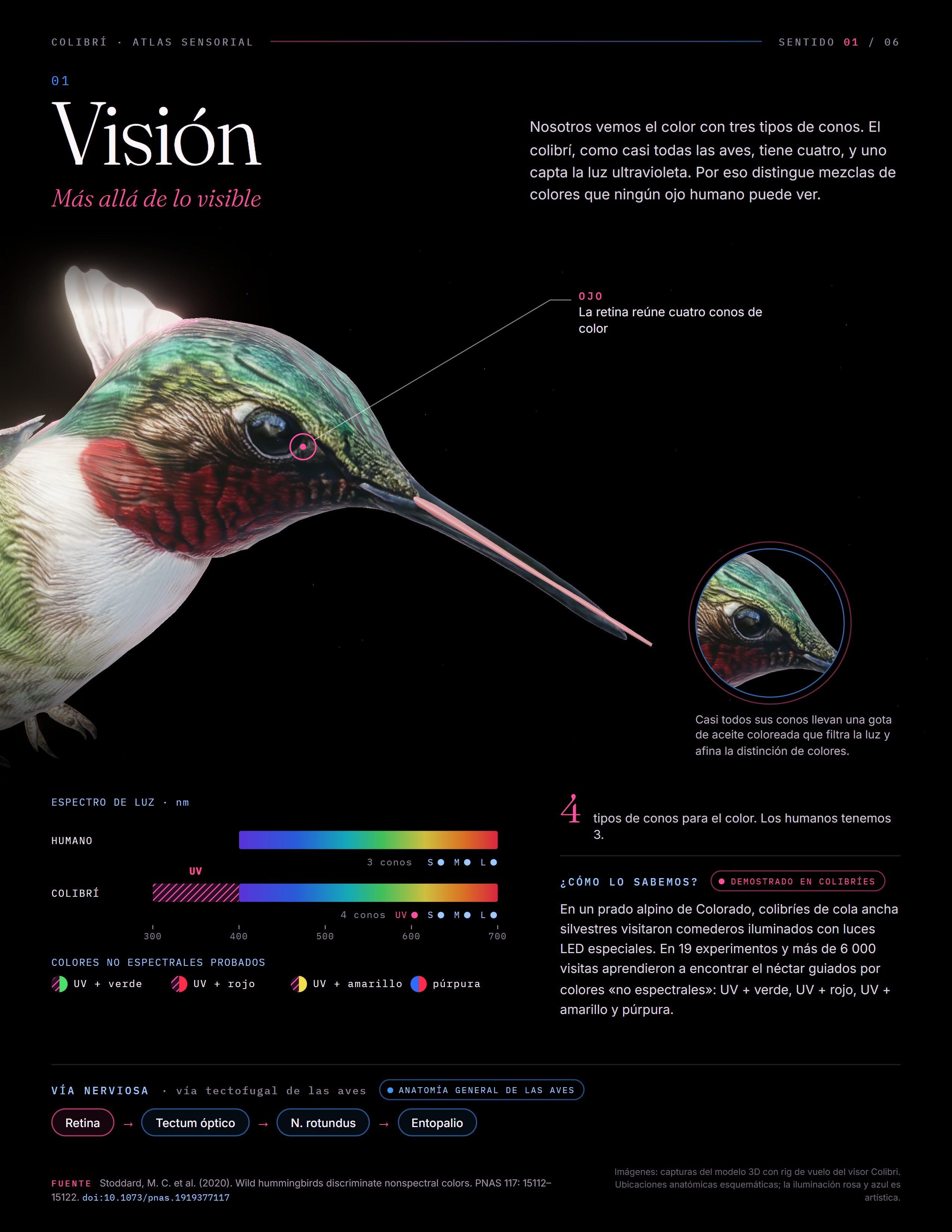 Infografía científica sobre la visión del colibrí: cuatro tipos de conos, sensibilidad ultravioleta, colores no espectrales, anatomía del ojo y vía visual cerebral.